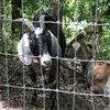Photos: Riverside Park Names Massey The GOAT Goat